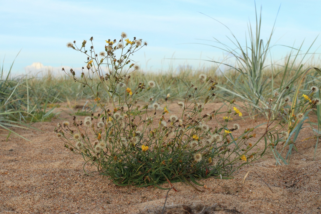 Image of Hieracium umbellatum var. dunale specimen.