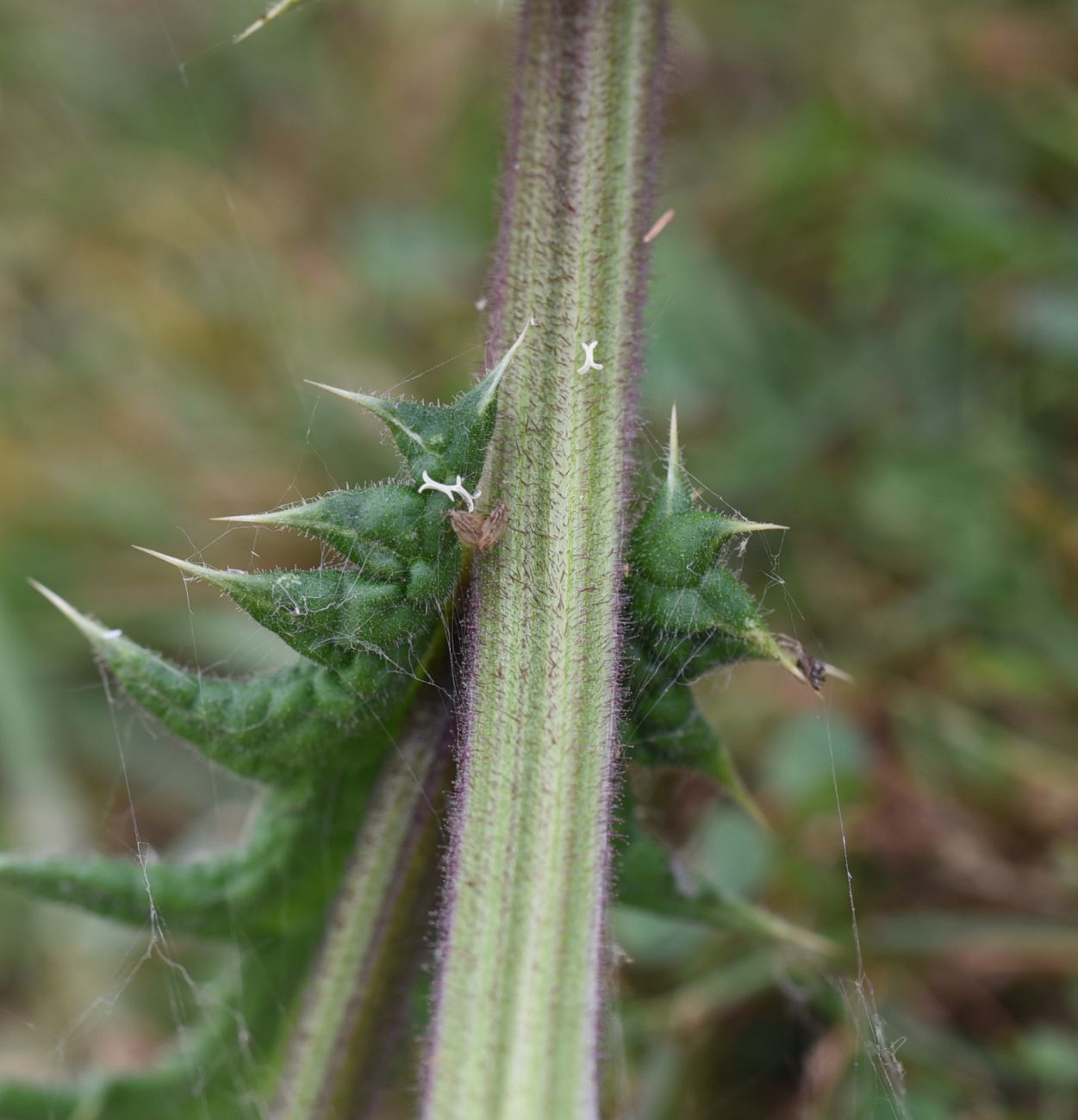 Изображение особи Echinops sphaerocephalus.