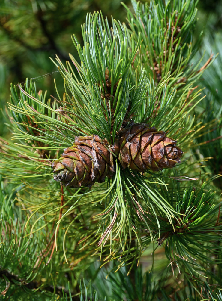 Изображение особи Pinus pumila.