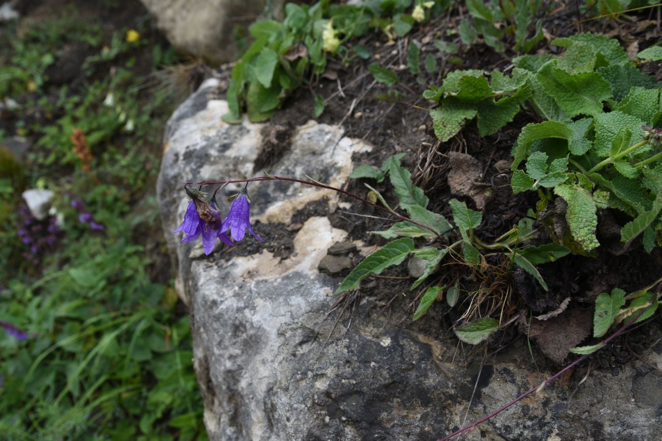 Изображение особи Campanula collina.