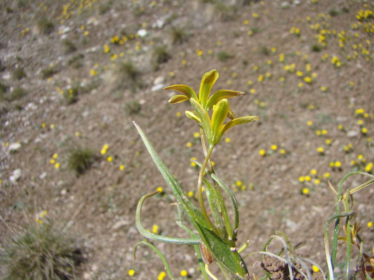 Image of Gagea michaelis specimen.