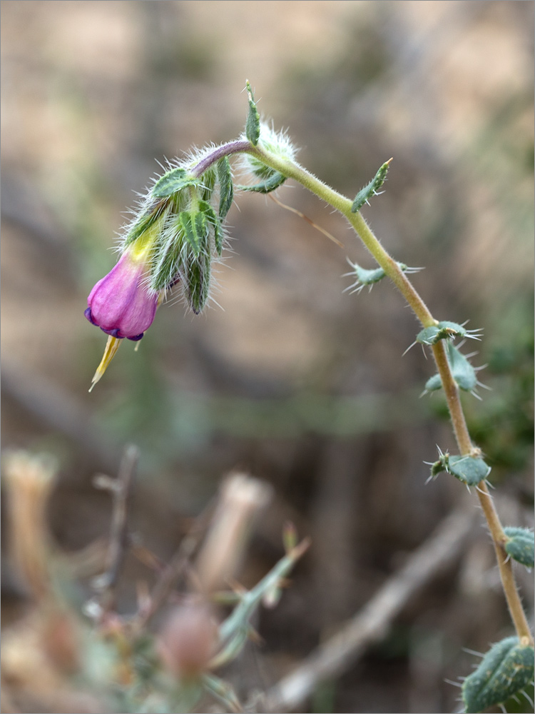 Изображение особи Onosma staminea.