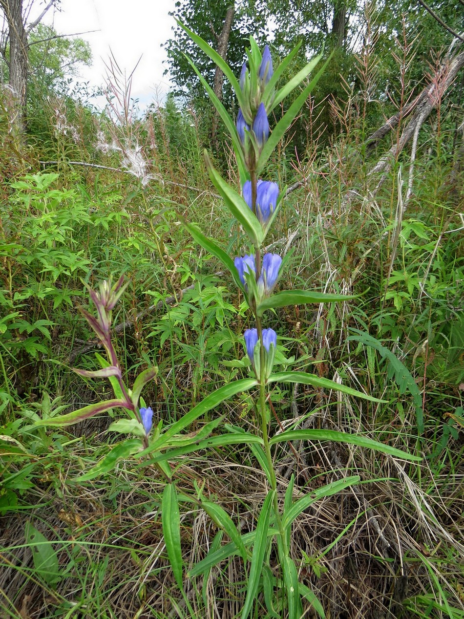 Image of Gentiana triflora specimen.