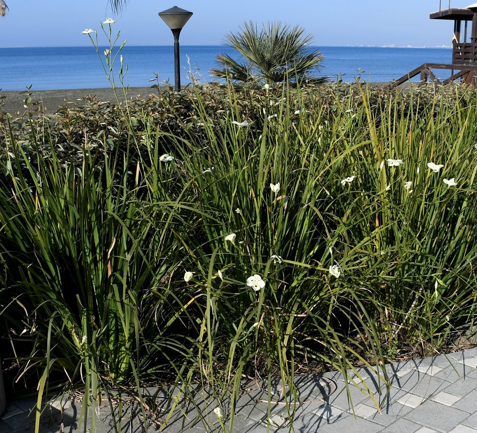 Image of Dietes bicolor specimen.