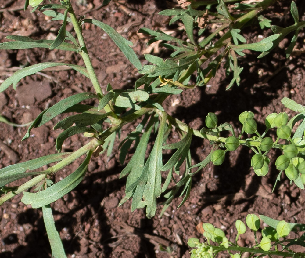 Image of Lepidium bonariense specimen.