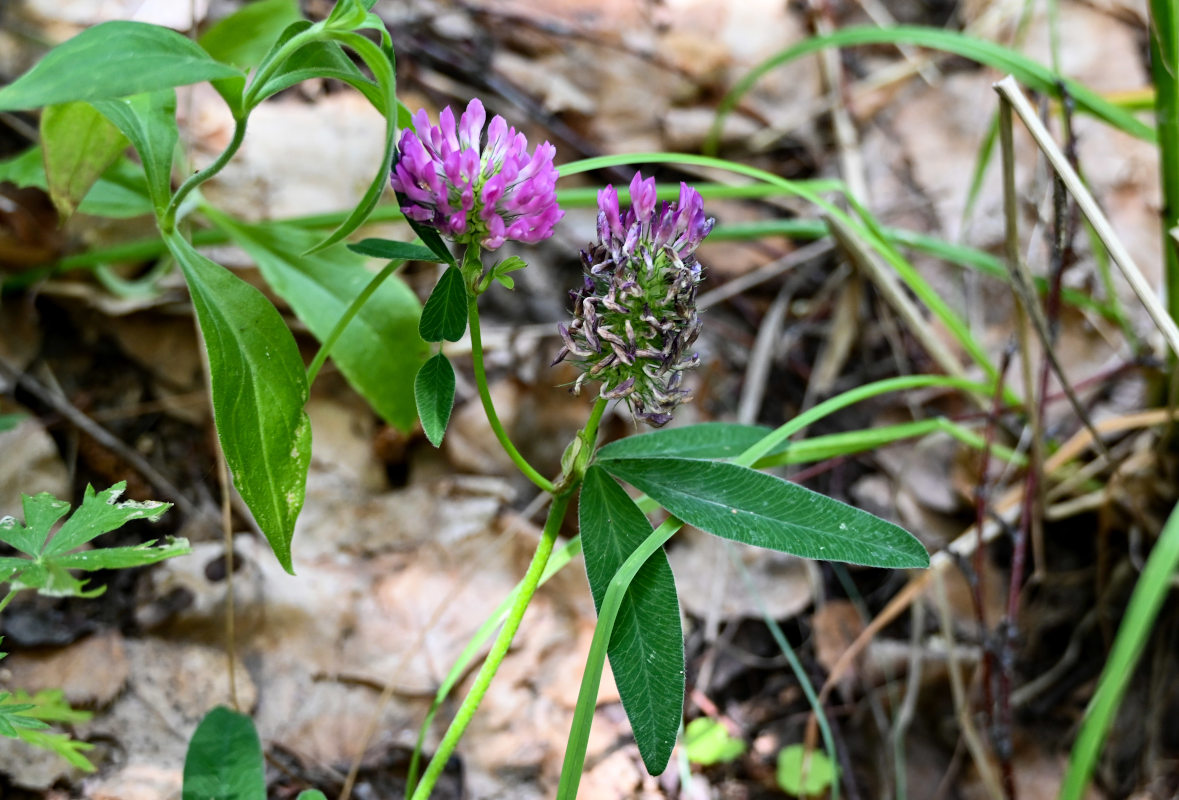 Image of Trifolium medium specimen.