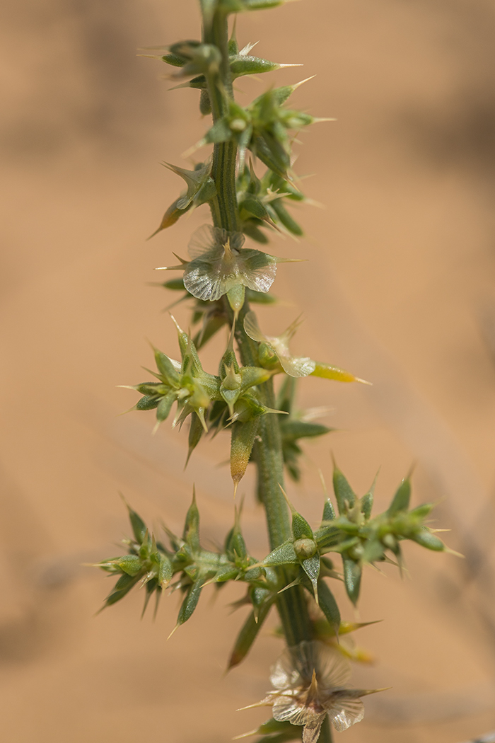 Image of genus Salsola specimen.