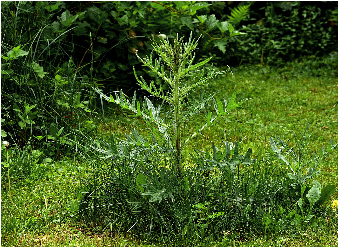 Image of Cirsium vulgare specimen.