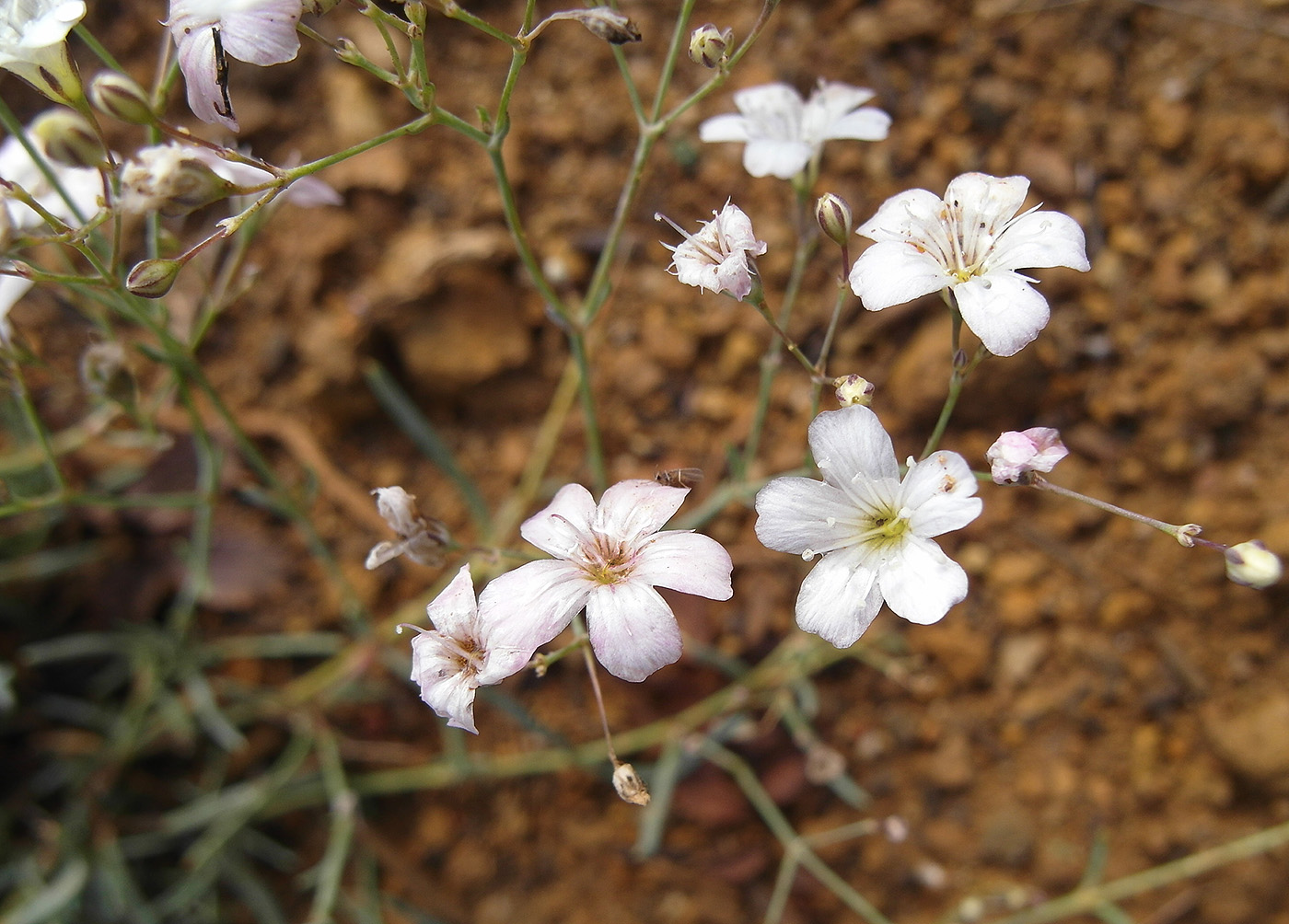 Изображение особи Gypsophila patrinii.