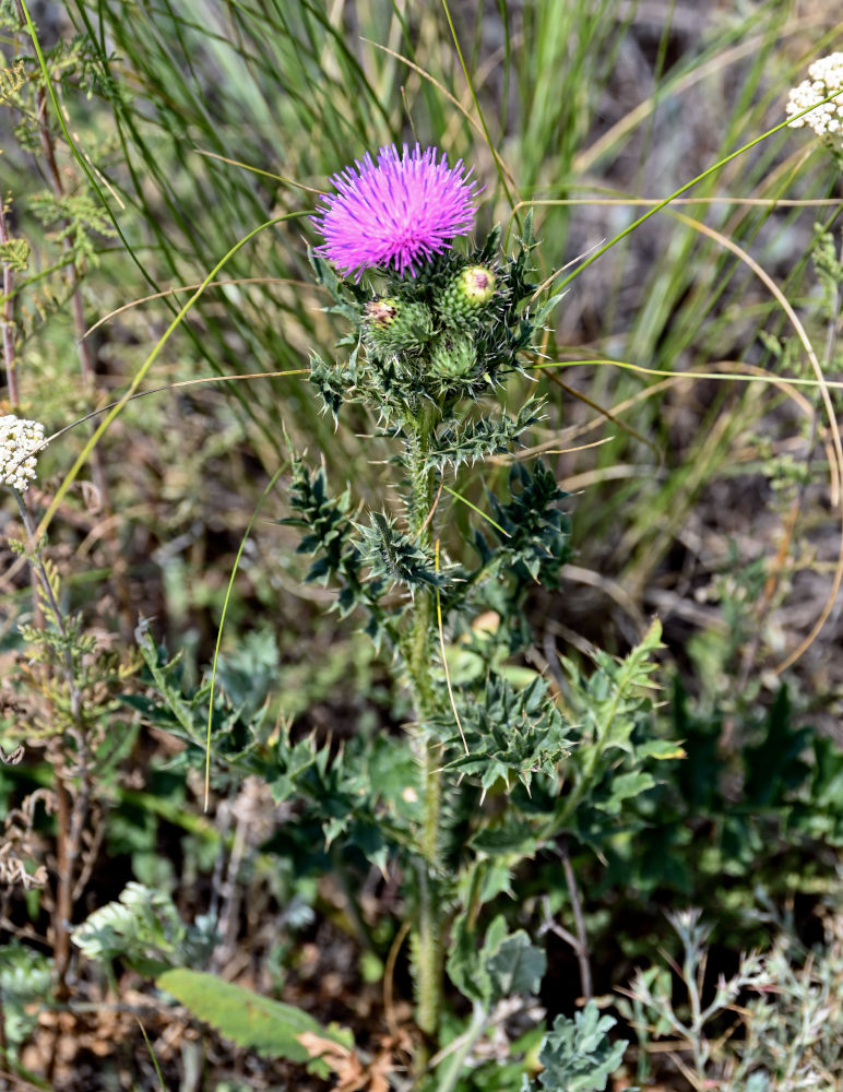 Image of Carduus acanthoides specimen.