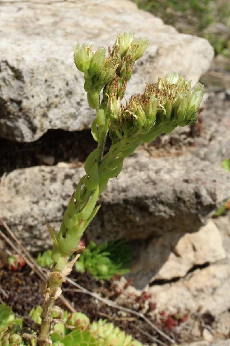 Image of Jovibarba globifera specimen.