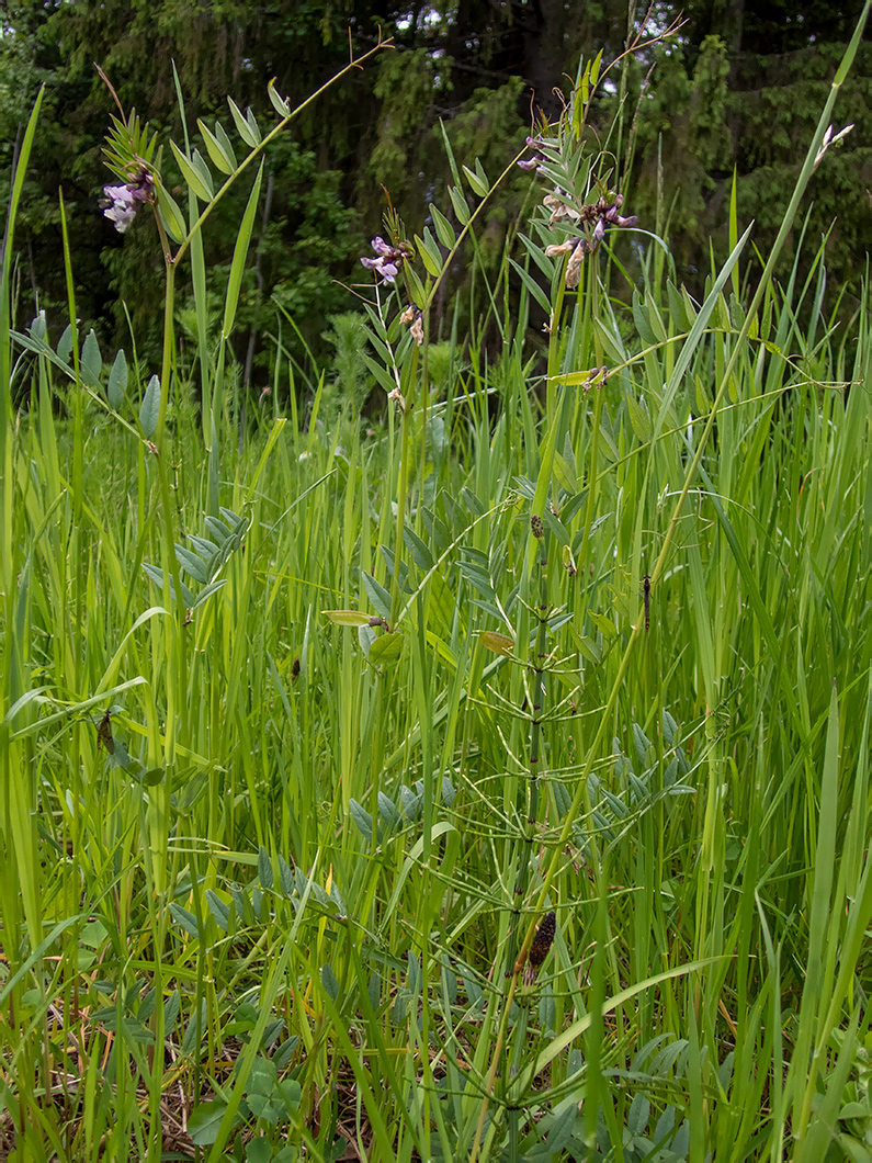 Image of Vicia sepium specimen.