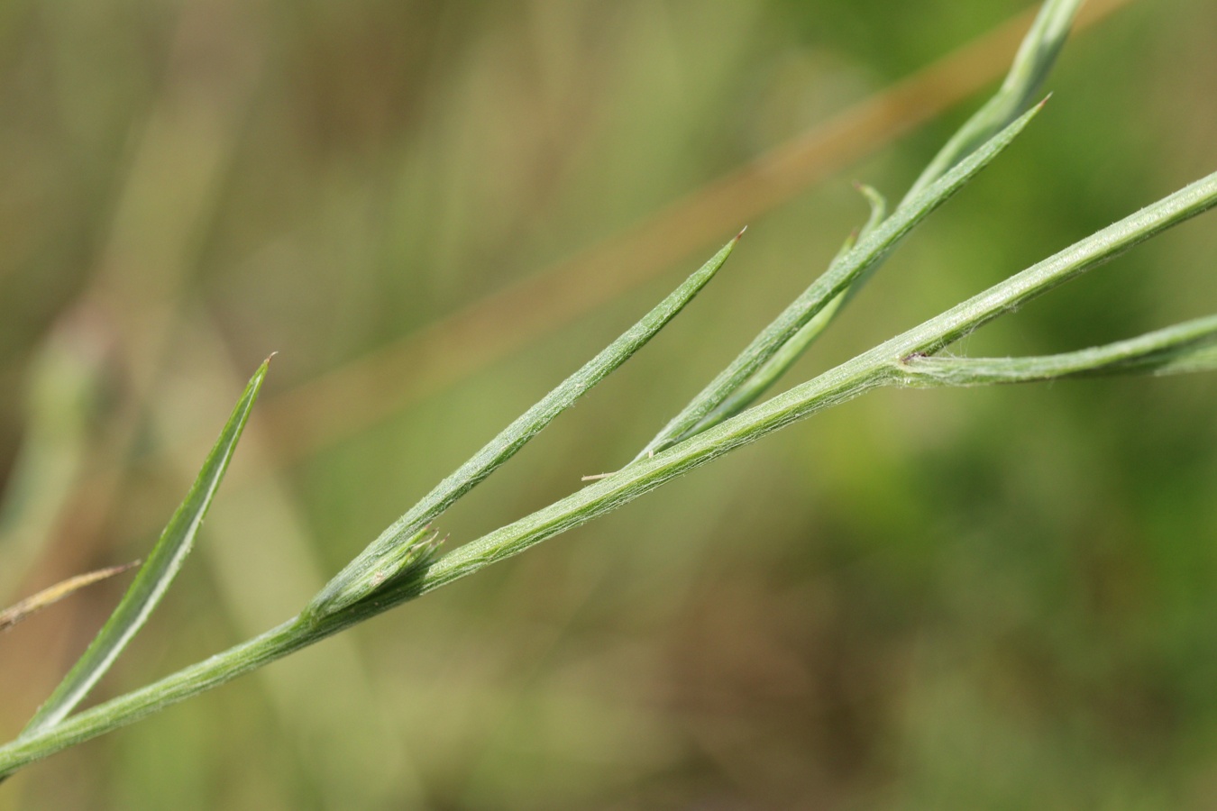 Image of Centaurea cyanus specimen.