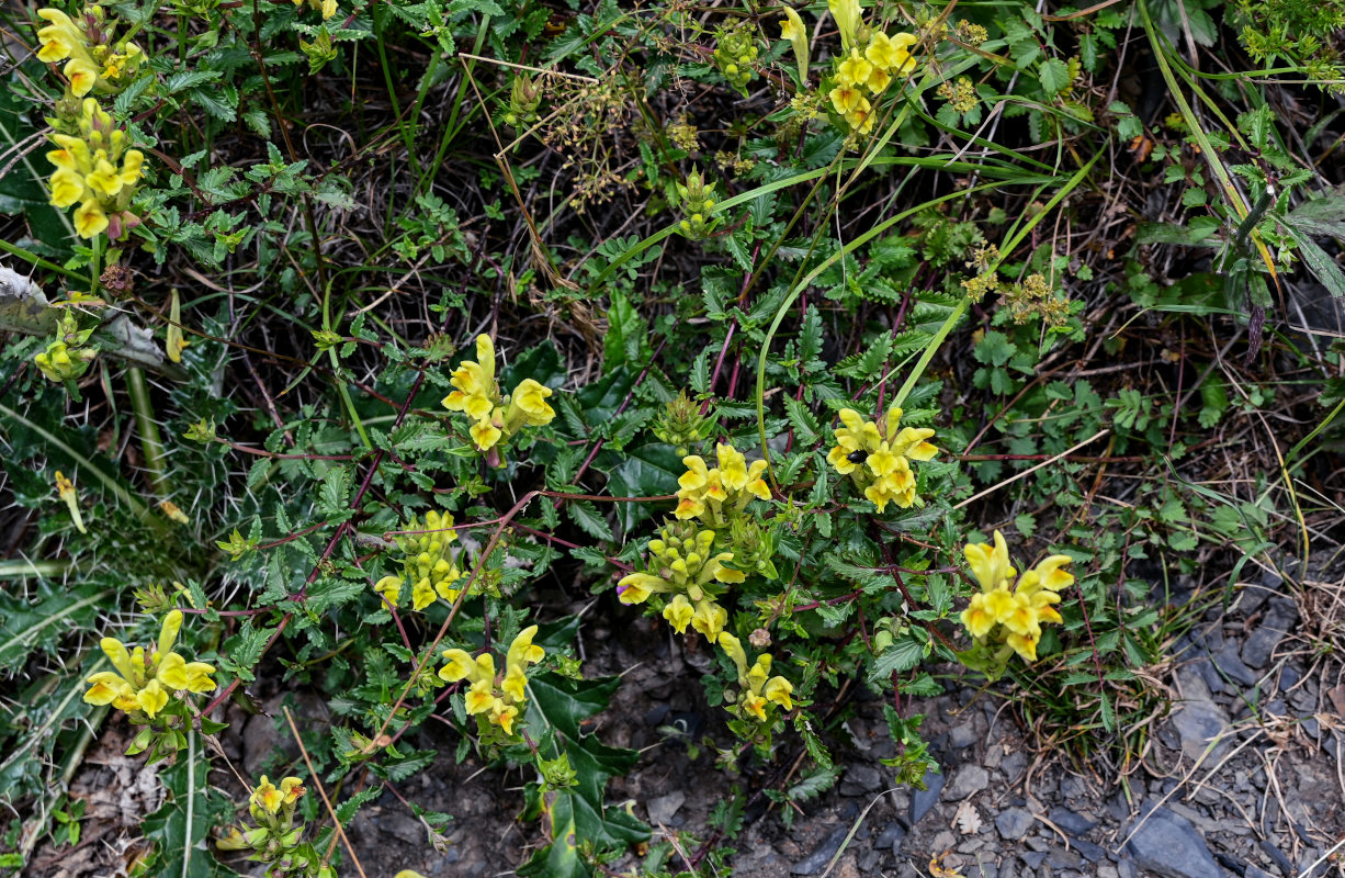 Image of Scutellaria polyodon specimen.