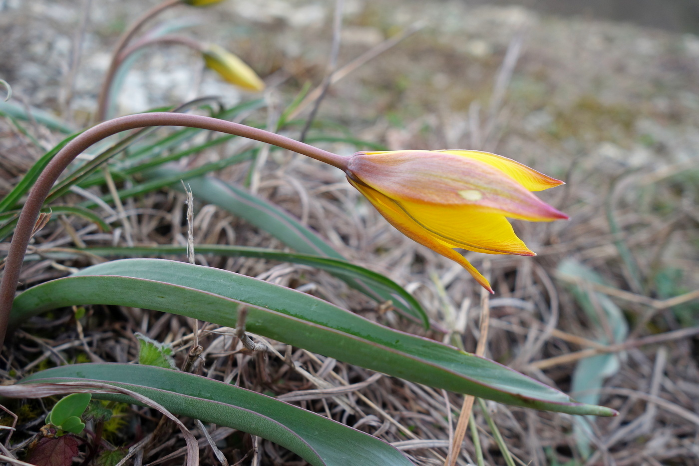 Изображение особи Tulipa australis.