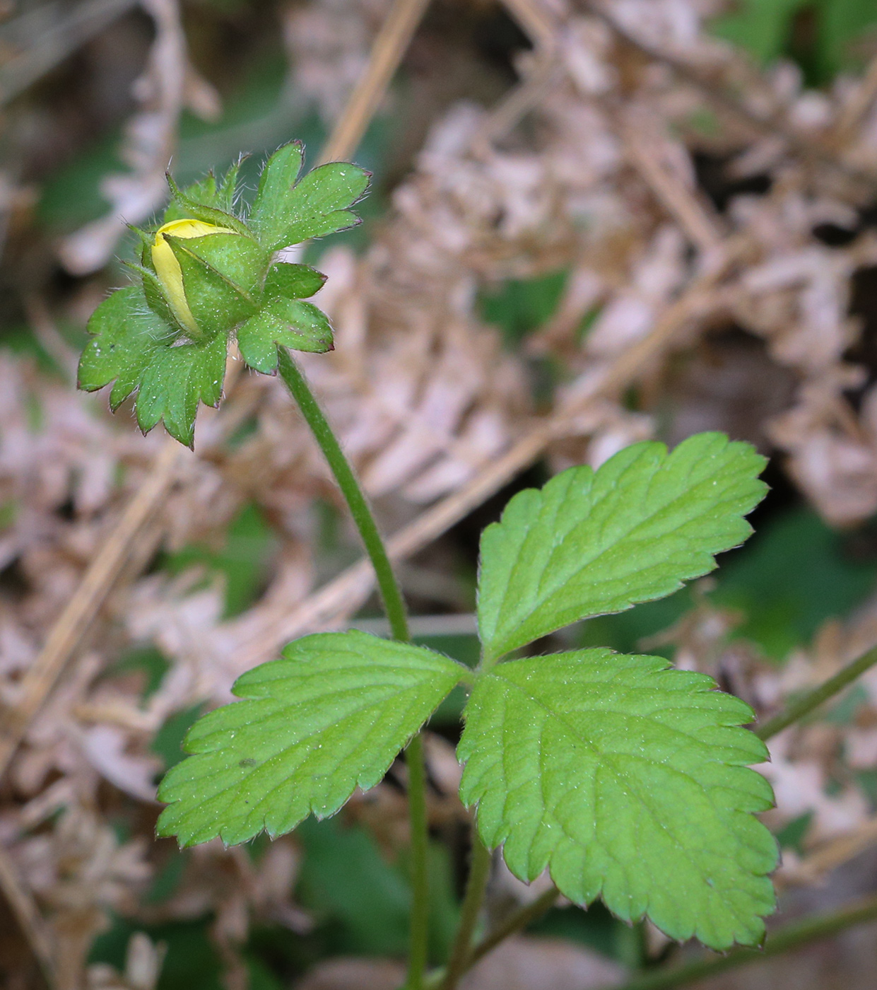 Image of Duchesnea indica specimen.