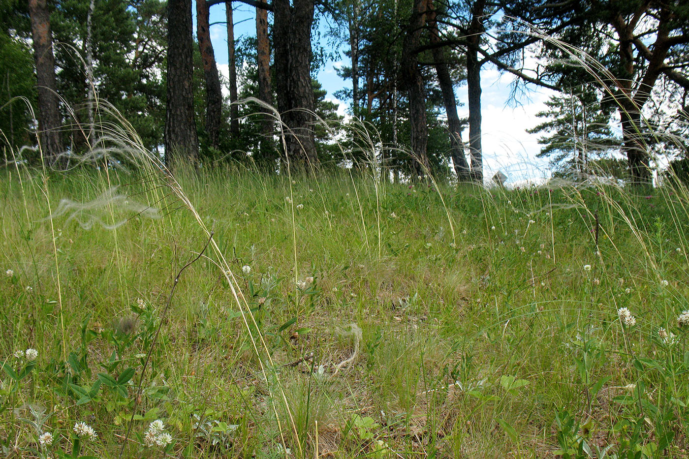 Image of Stipa pennata specimen.