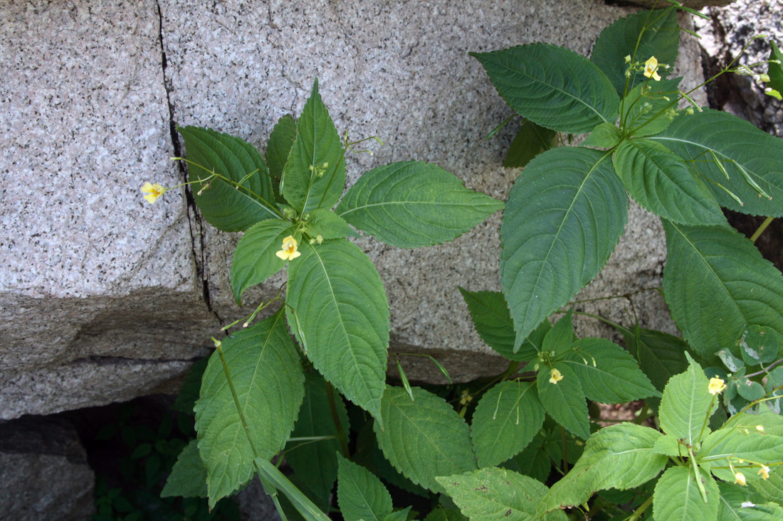 Image of Impatiens parviflora specimen.