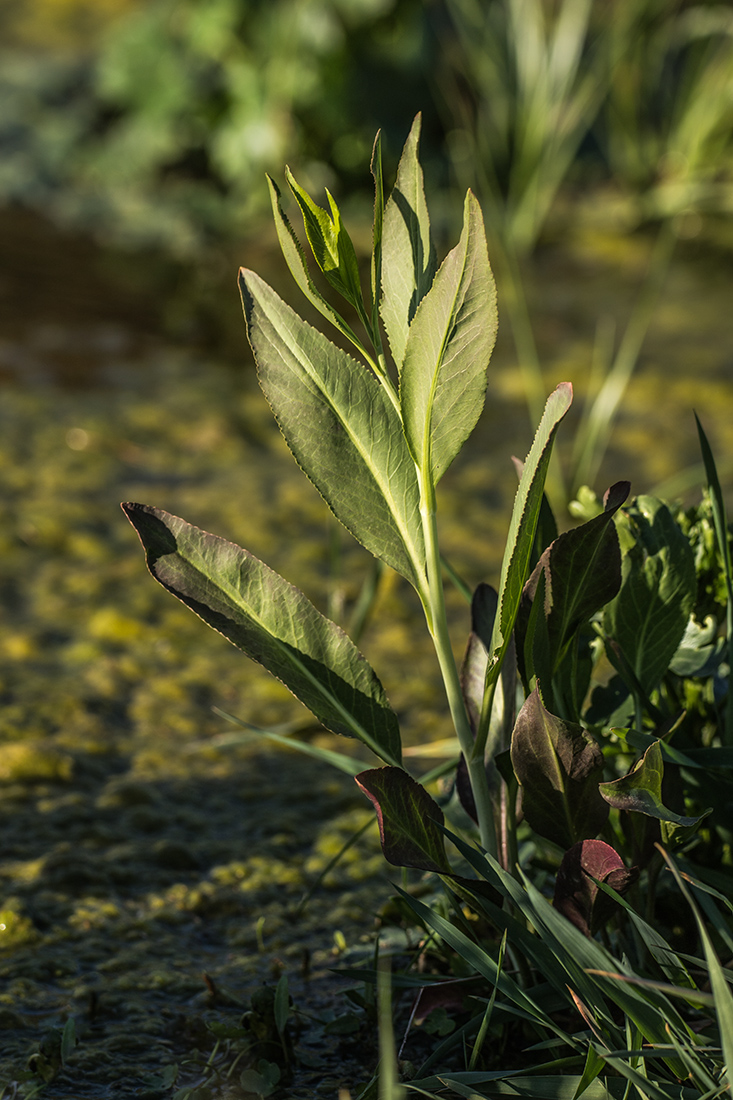 Изображение особи Lepidium latifolium.