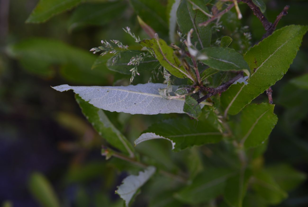 Image of genus Salix specimen.