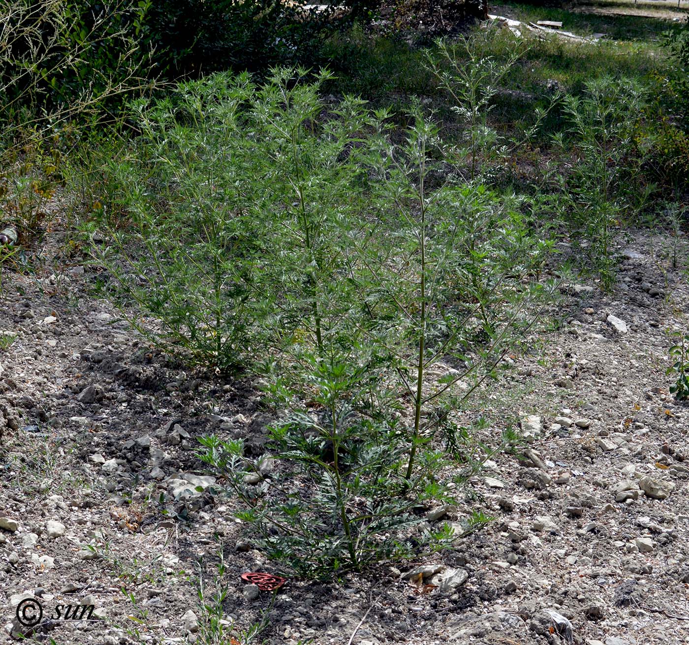 Image of Ambrosia artemisiifolia specimen.