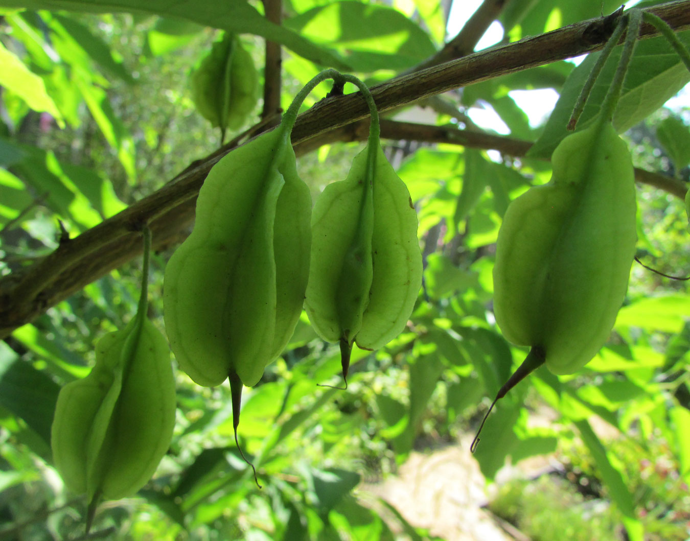 Image of Halesia carolina specimen.