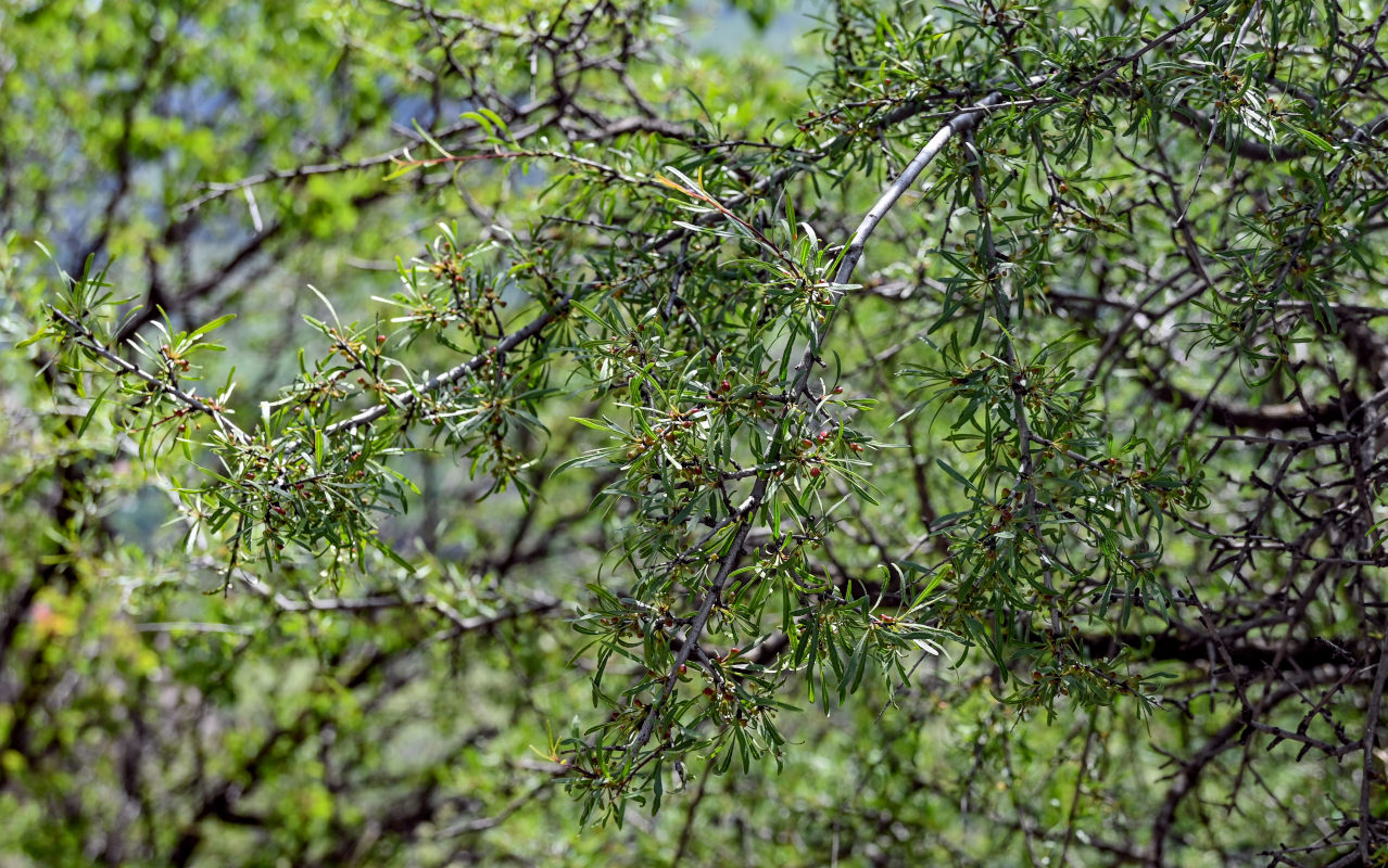 Image of Rhamnus erythroxyloides specimen.