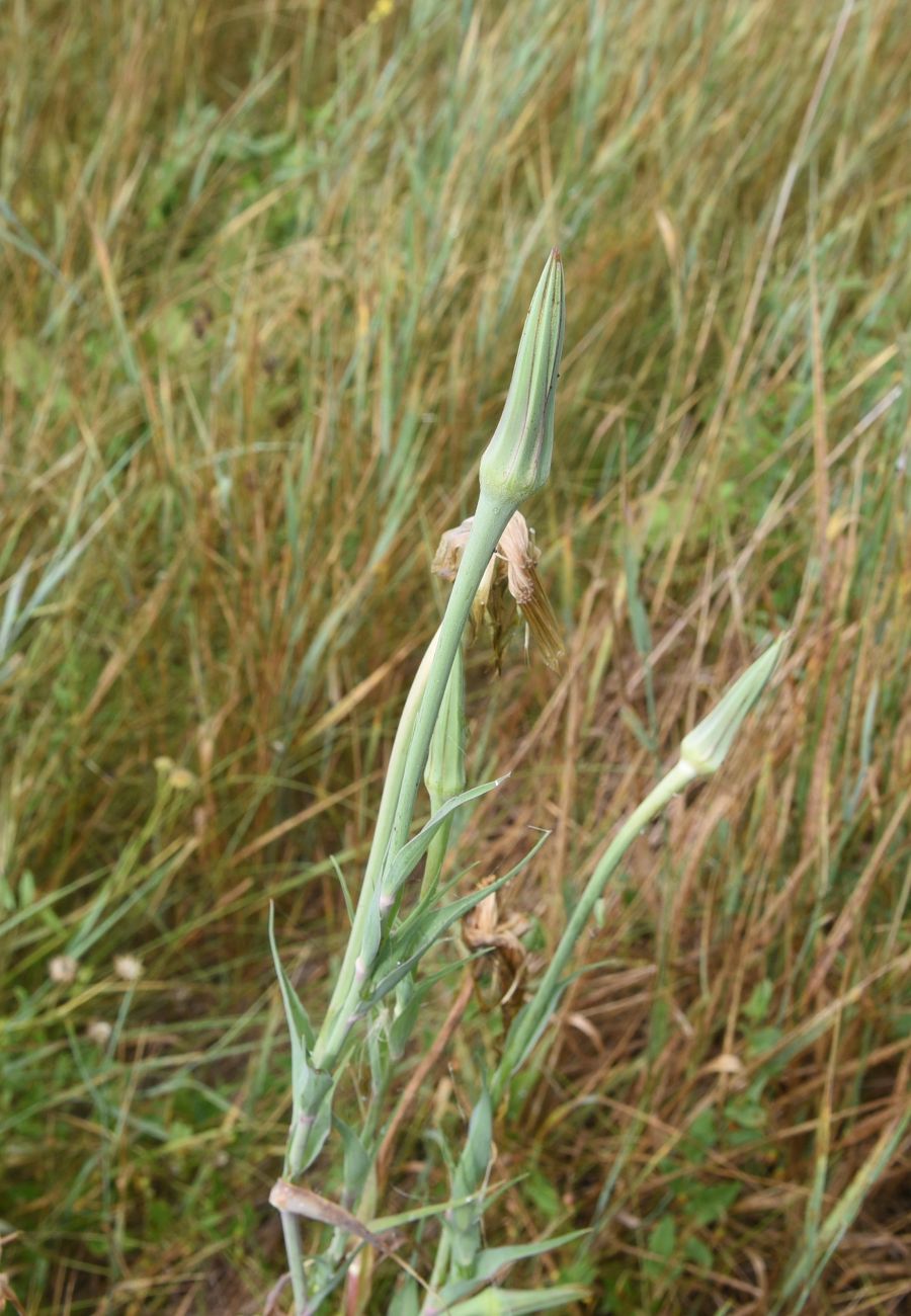 Image of Tragopogon dubius specimen.