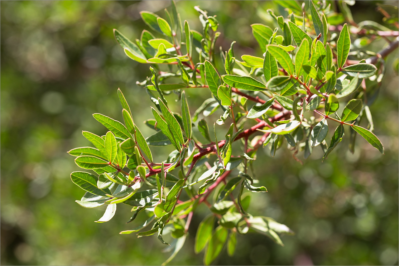 Image of genus Pistacia specimen.