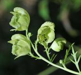 Aconitum coreanum