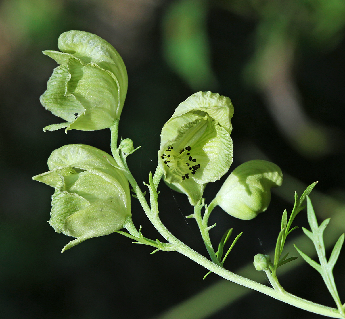 Изображение особи Aconitum coreanum.