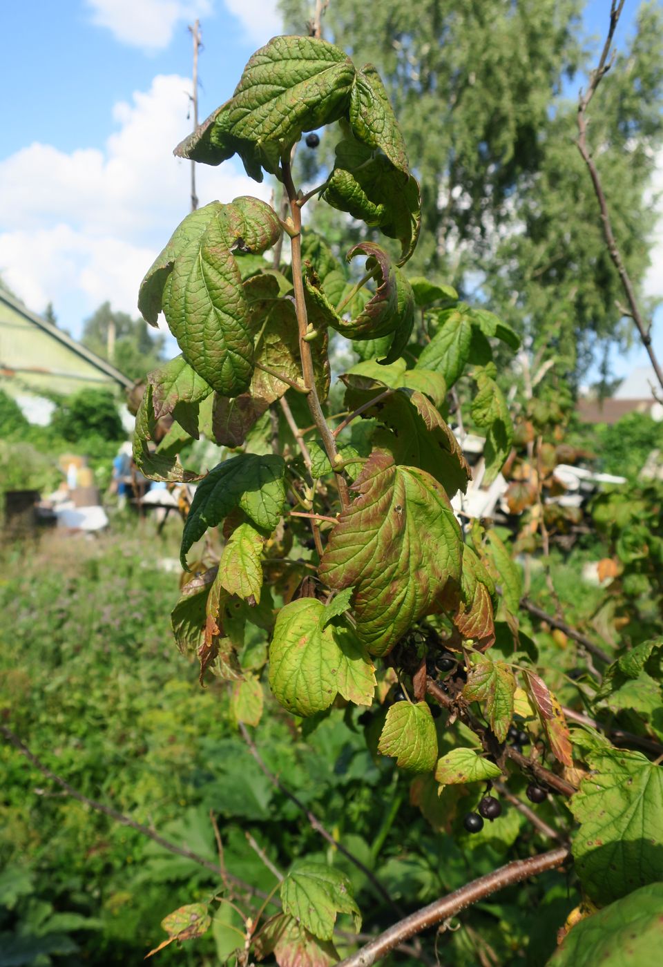 Изображение особи Ribes nigrum.