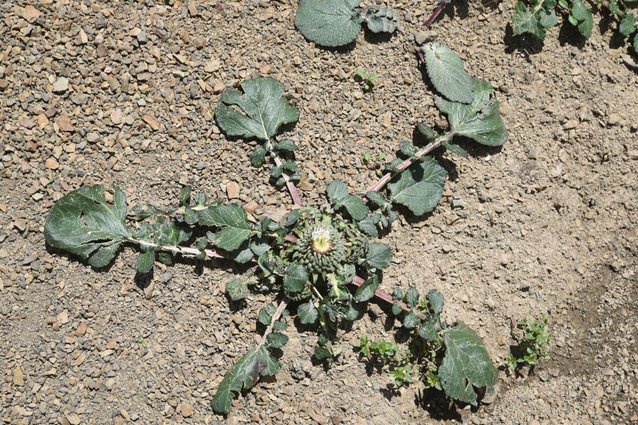 Image of Jurinella moschus specimen.