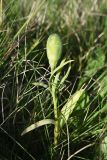 Fritillaria latifolia. Плодоносящее растение. Чечня, Шаройский р-н, окр. пер. Цумандинский, южный борт перевала, выс. ок. 2400 м н.у.м., луг. 24 июня 2024 г.