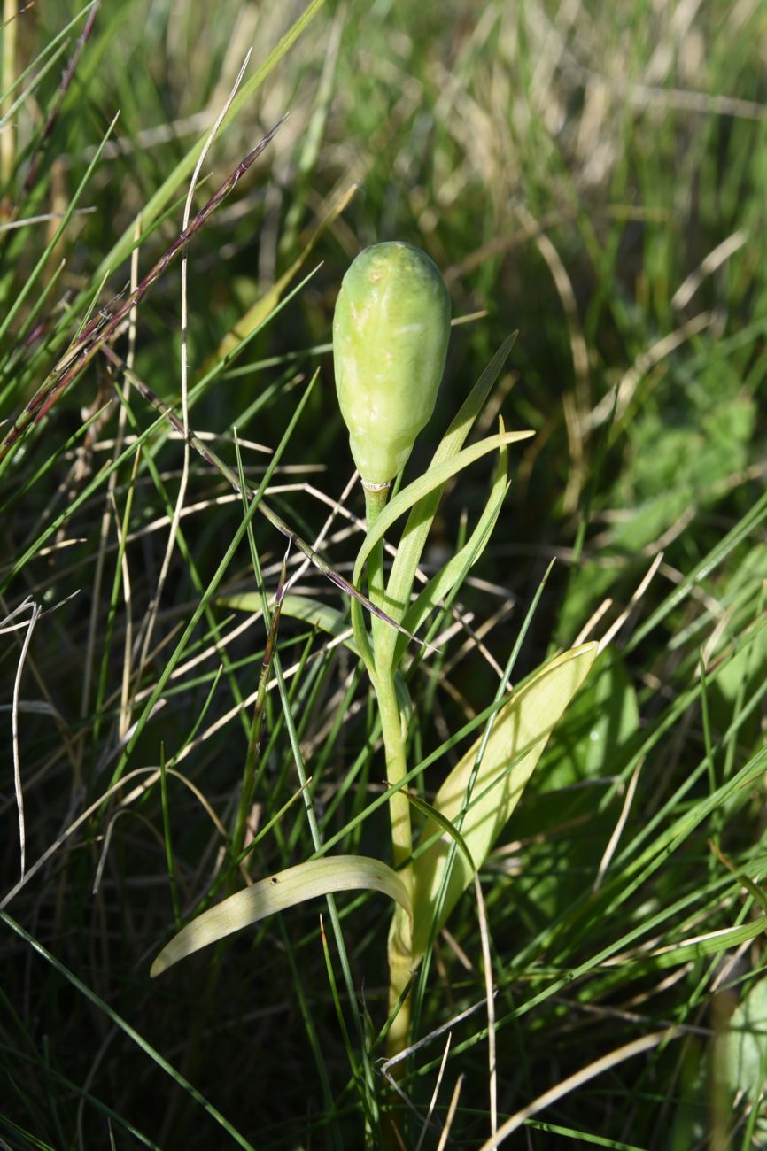 Изображение особи Fritillaria latifolia.