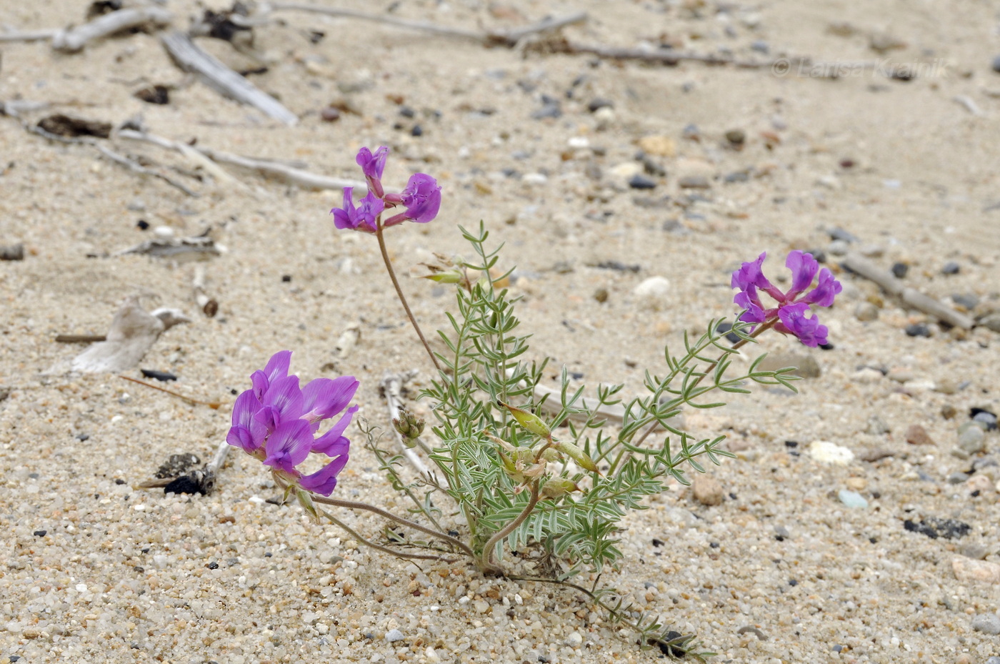 Изображение особи Oxytropis hailarensis.