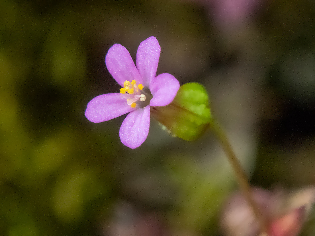 Изображение особи Geranium lucidum.