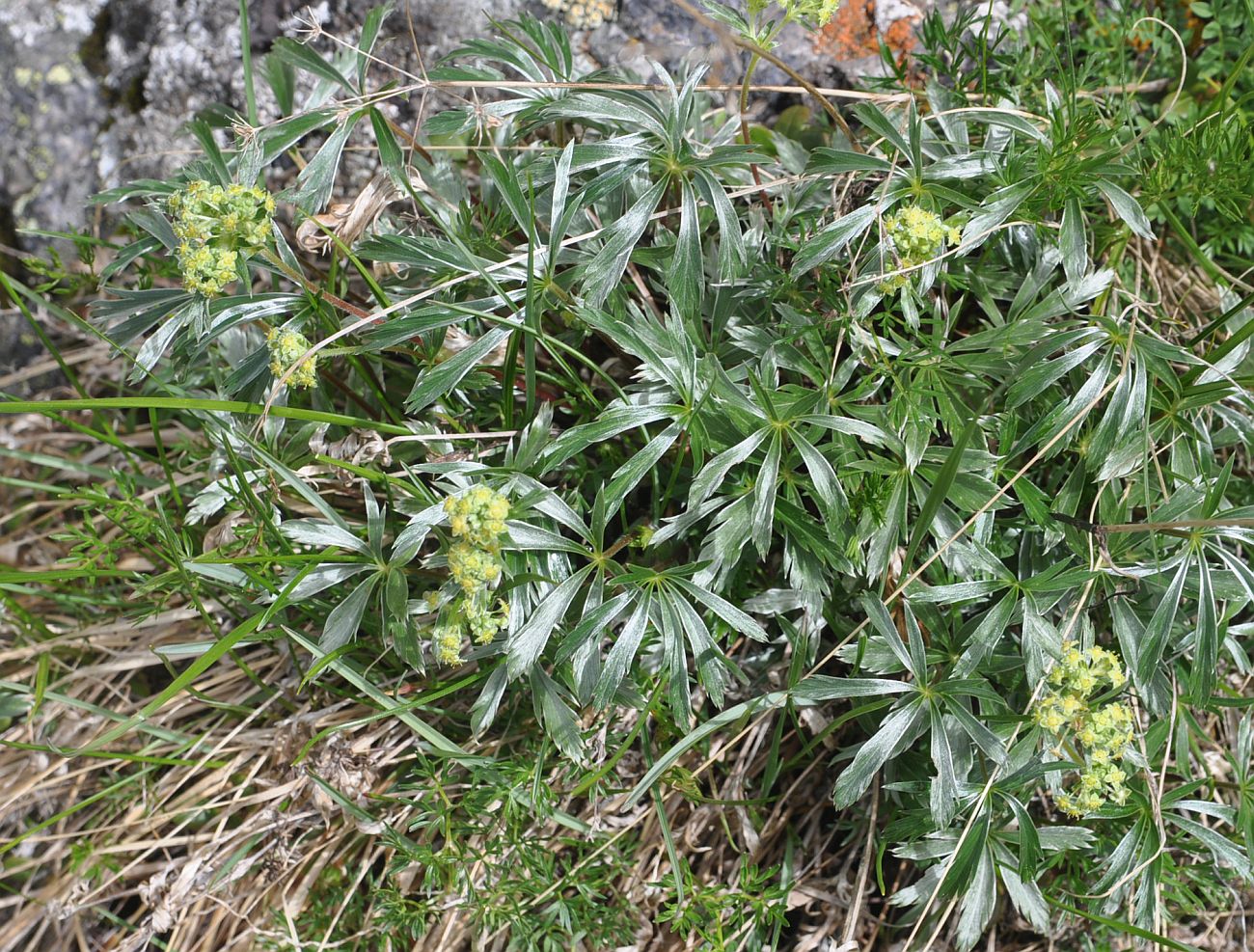 Изображение особи Alchemilla sericea.