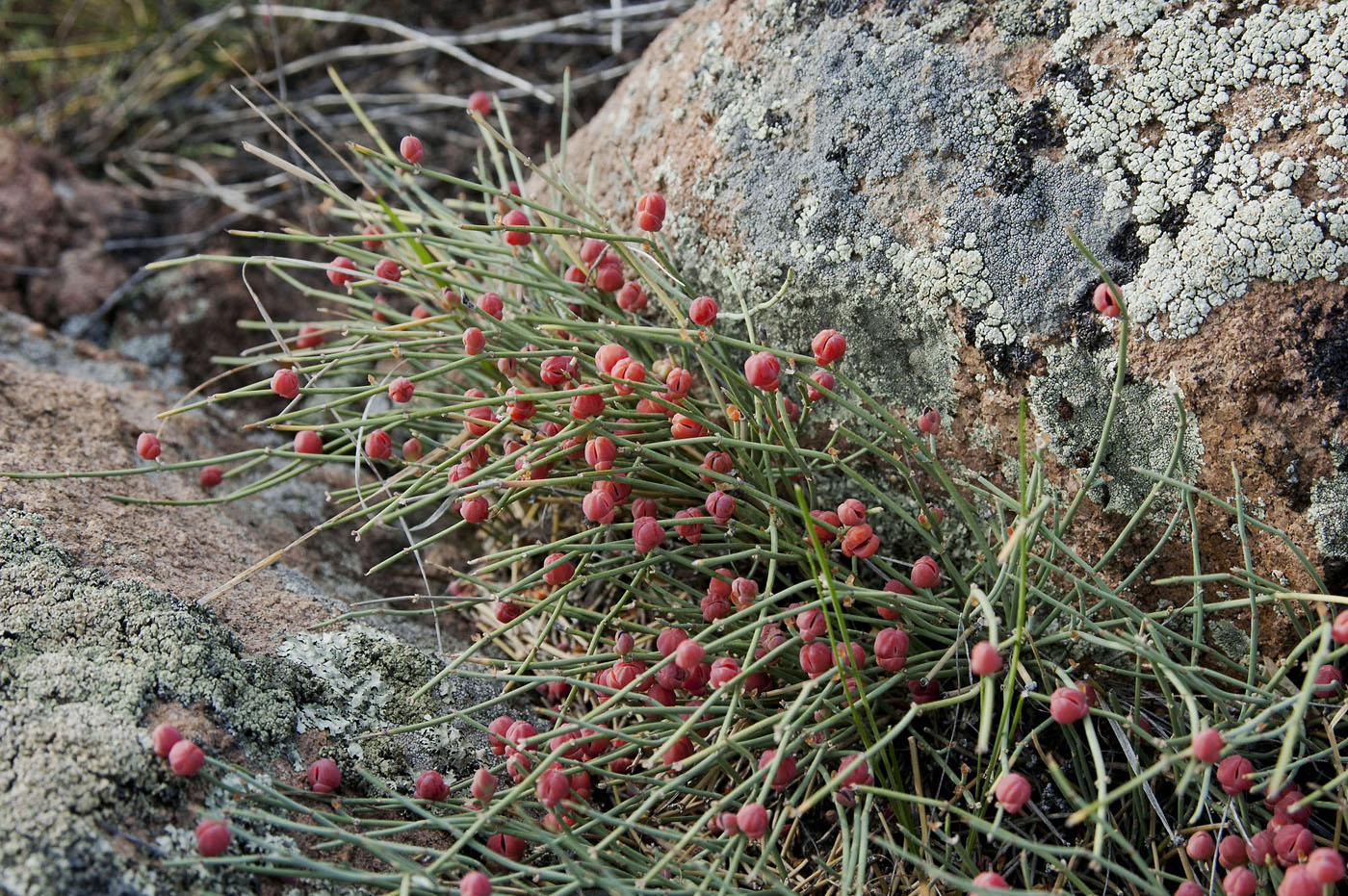 Изображение особи Ephedra monosperma.