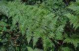 Dryopteris expansa. Вайя. Московская обл., Волоколамский гор. округ, долина р. Каменка, смешанный лес. 17.08.2024.