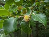 Fagus × taurica. Верхушка веточки с соплодием. Крым, городской округ Алушта, окр. Ангарского перевала, опушка букового леса. 27.05.2024.