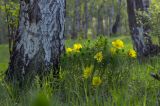 Adonis vernalis. Цветущее и подоносящее растение. Башкирия, Учалинский р-н, Тунгатаровский сельсовет, окр. дер. Яльчигулово, разреженный березняк. 26 мая 2024 г.