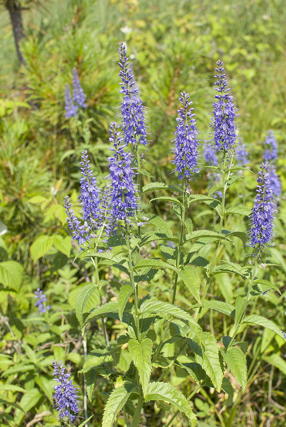 Изображение особи Veronica longifolia.