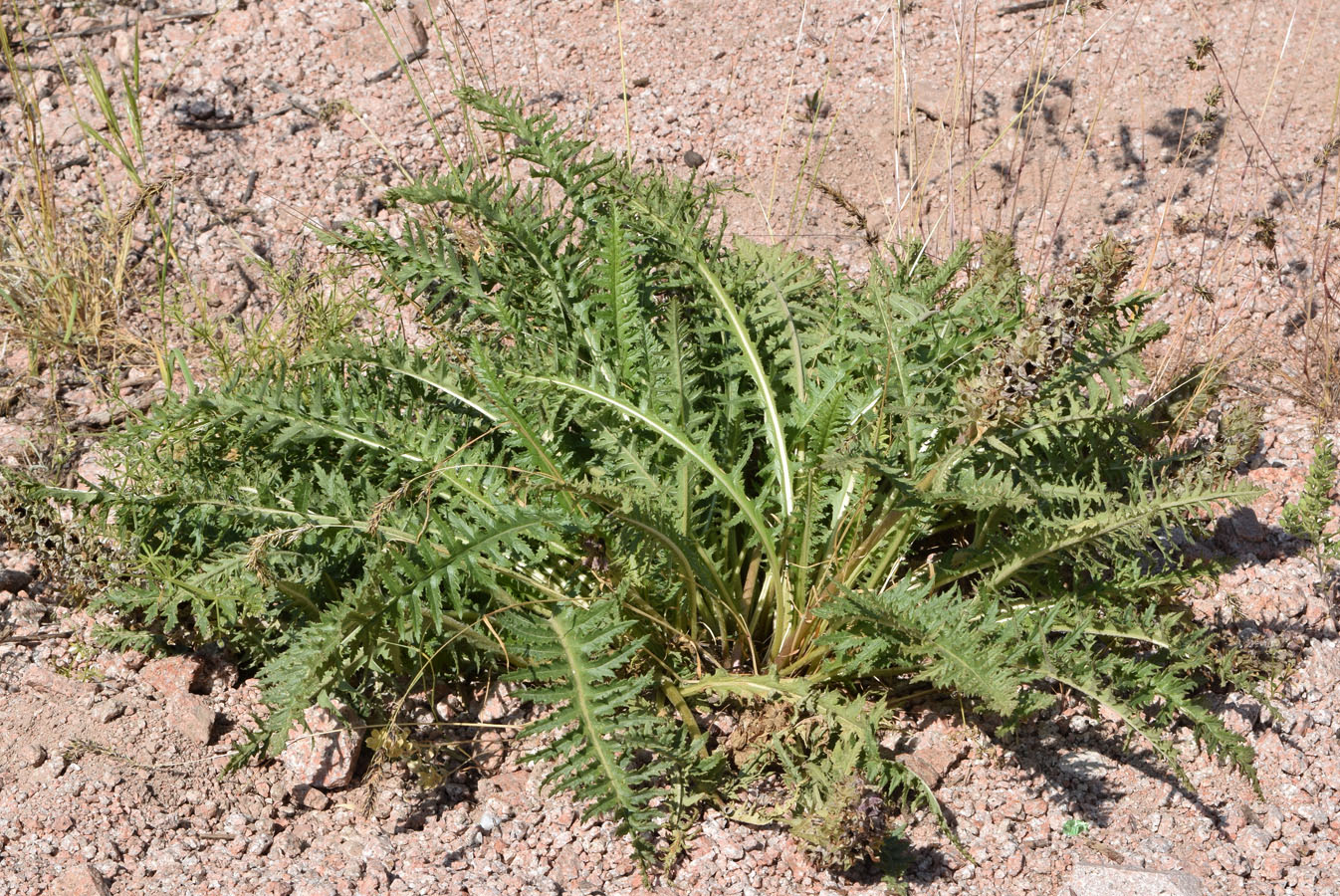 Image of Pedicularis olgae specimen.