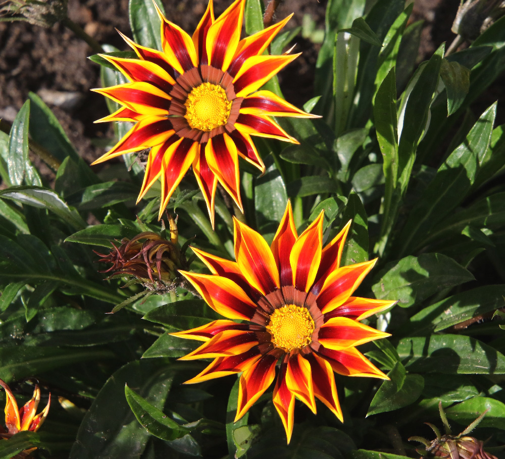 Изображение особи Gazania &times; hybrida.