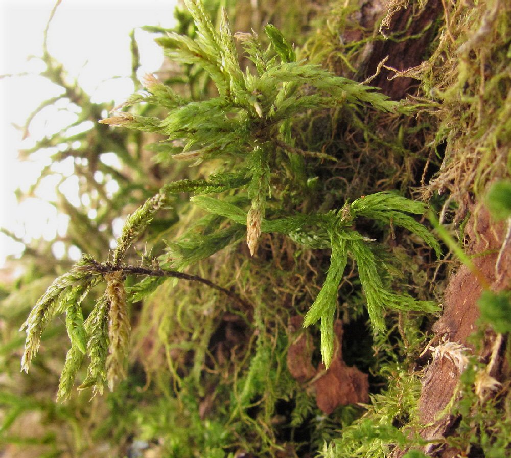 Image of Climacium dendroides specimen.