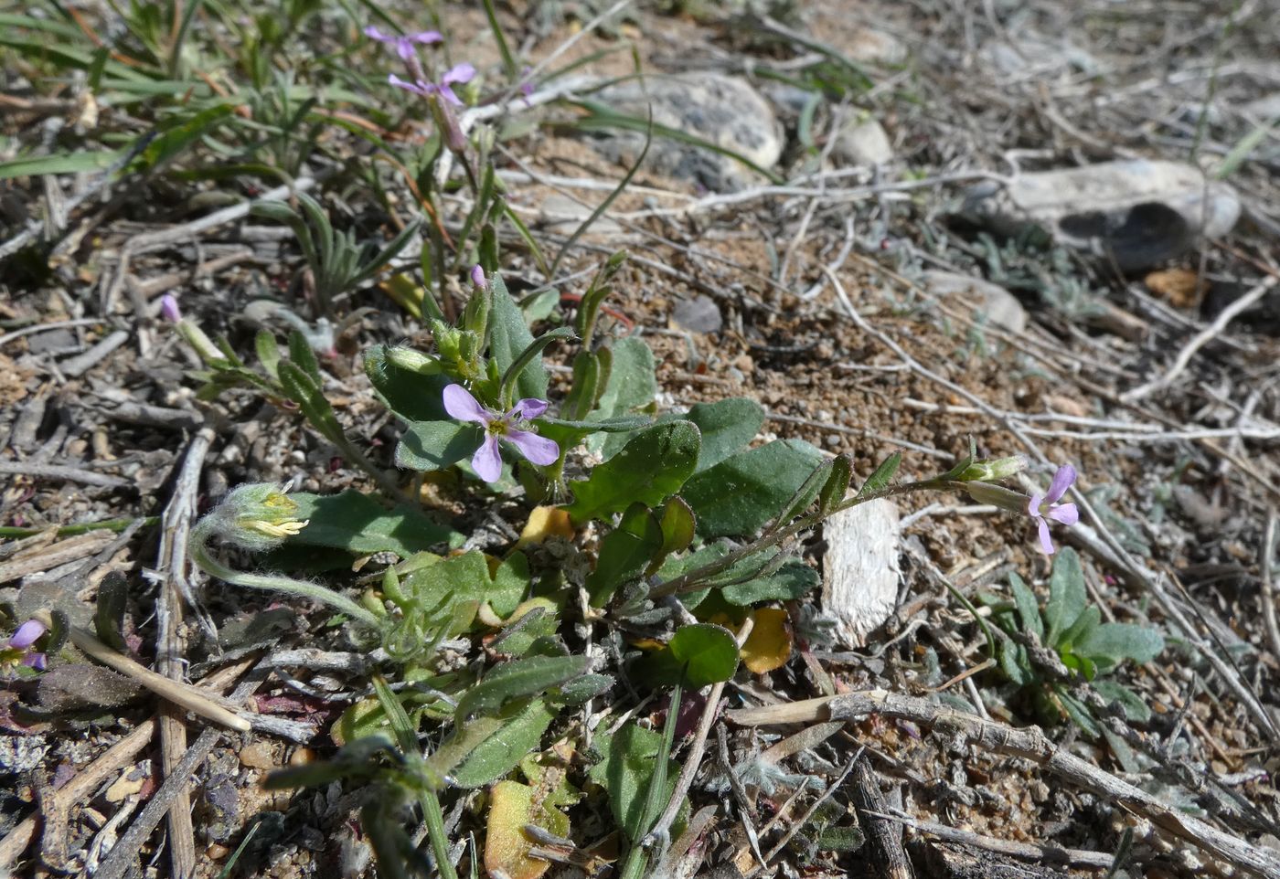 Image of Chorispora tenella specimen.