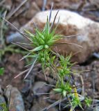 Minuartia wiesneri. Плодоносящие растения. Южный берег Крыма, окр. пгт Гурзуф, ур. Мертвая долина. 15.05.2007.