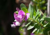 Смотреть изображение Polygala myrtifolia