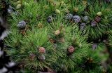 View full-size image Pinus densata